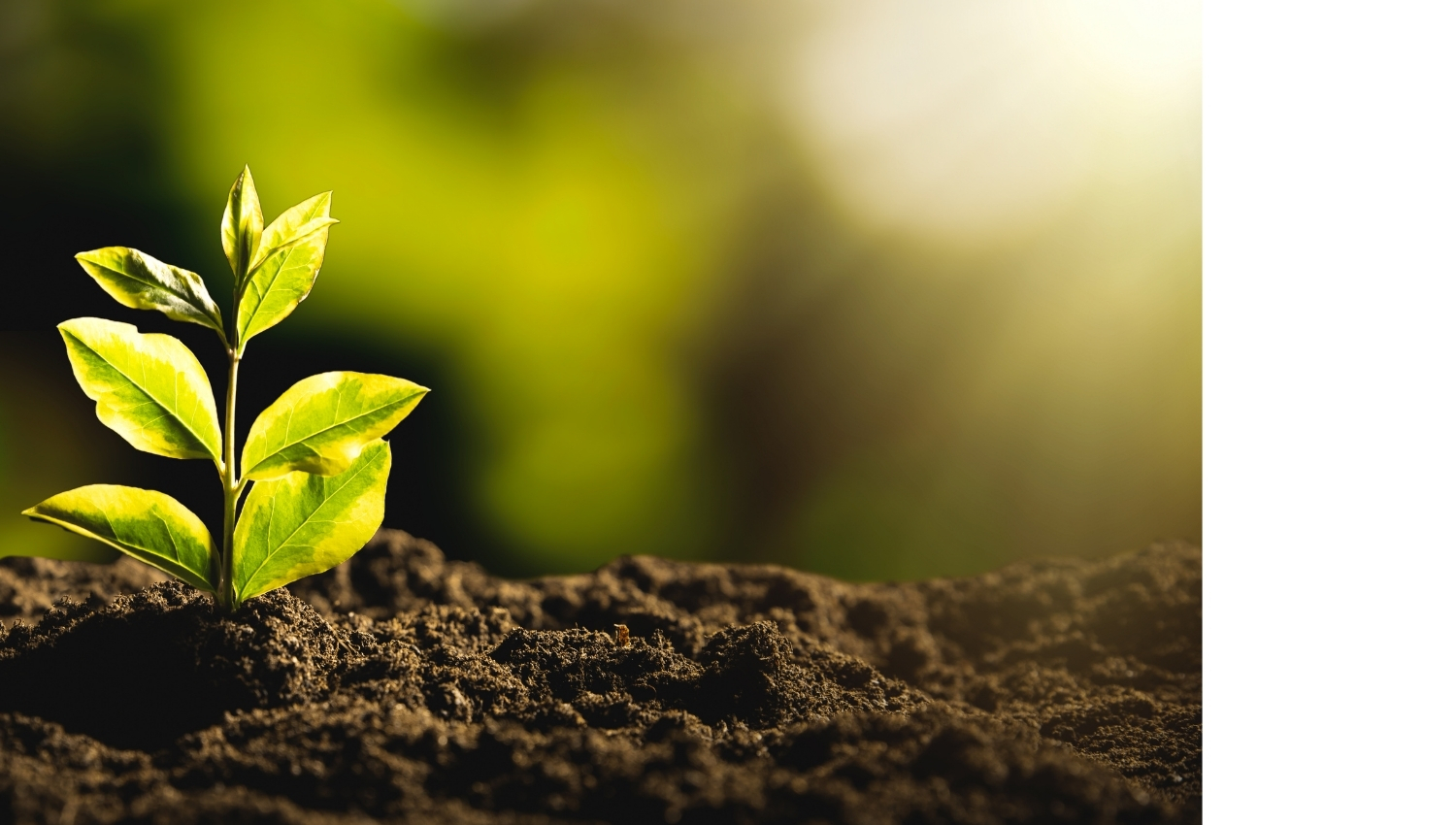 banner-trang-dich-vu-khai-niem-esg-shariah (2)